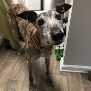 Meet your Posher, Sam